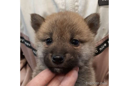 成約済の富山県の柴犬-215028の3枚目